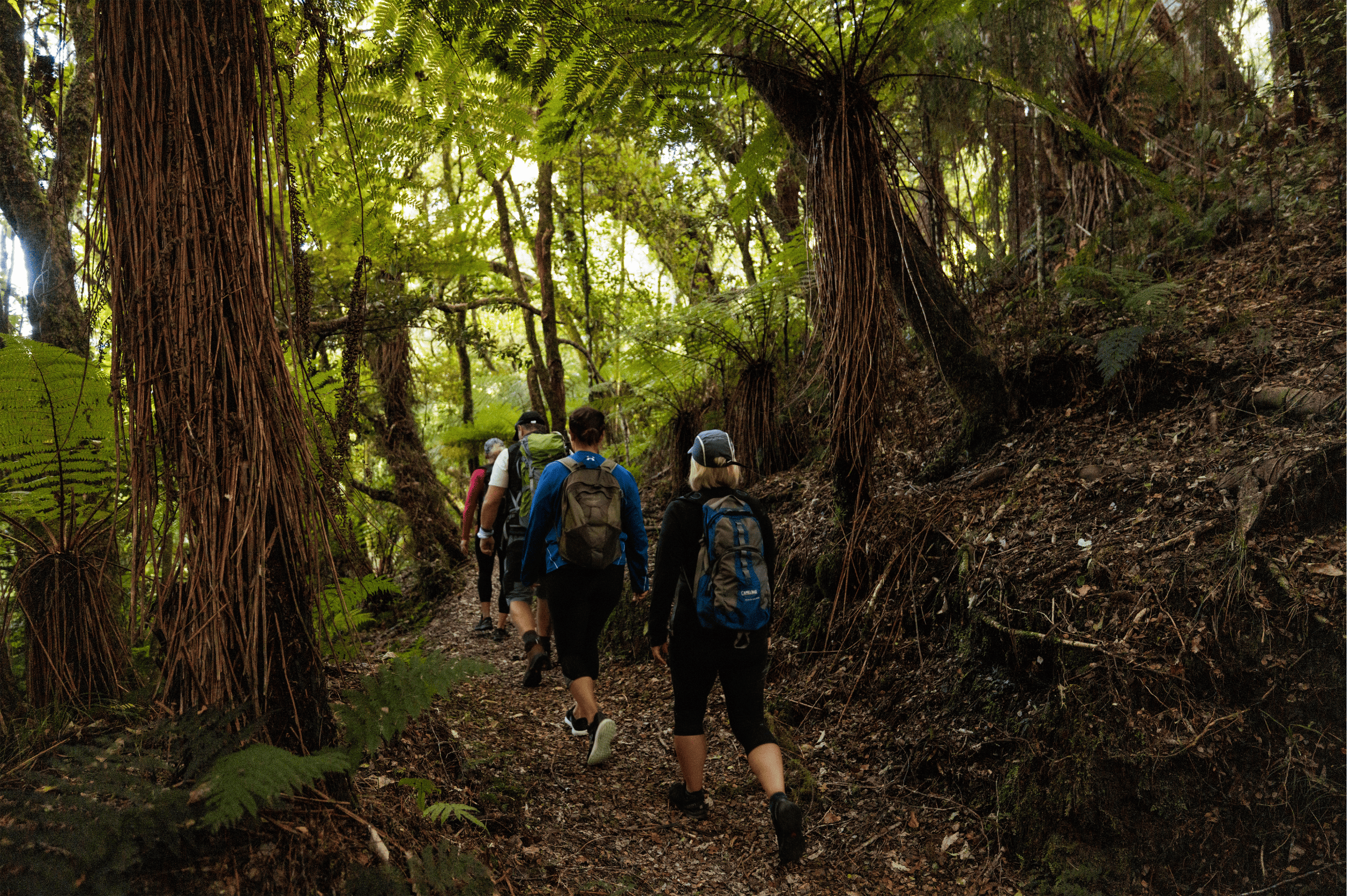 A group of hikers with backpacks walk along a dirt trail through a lush, dense forest with tall trees and green ferns, discovering firsthand why Taupō is renowned for its breathtaking natural beauty.