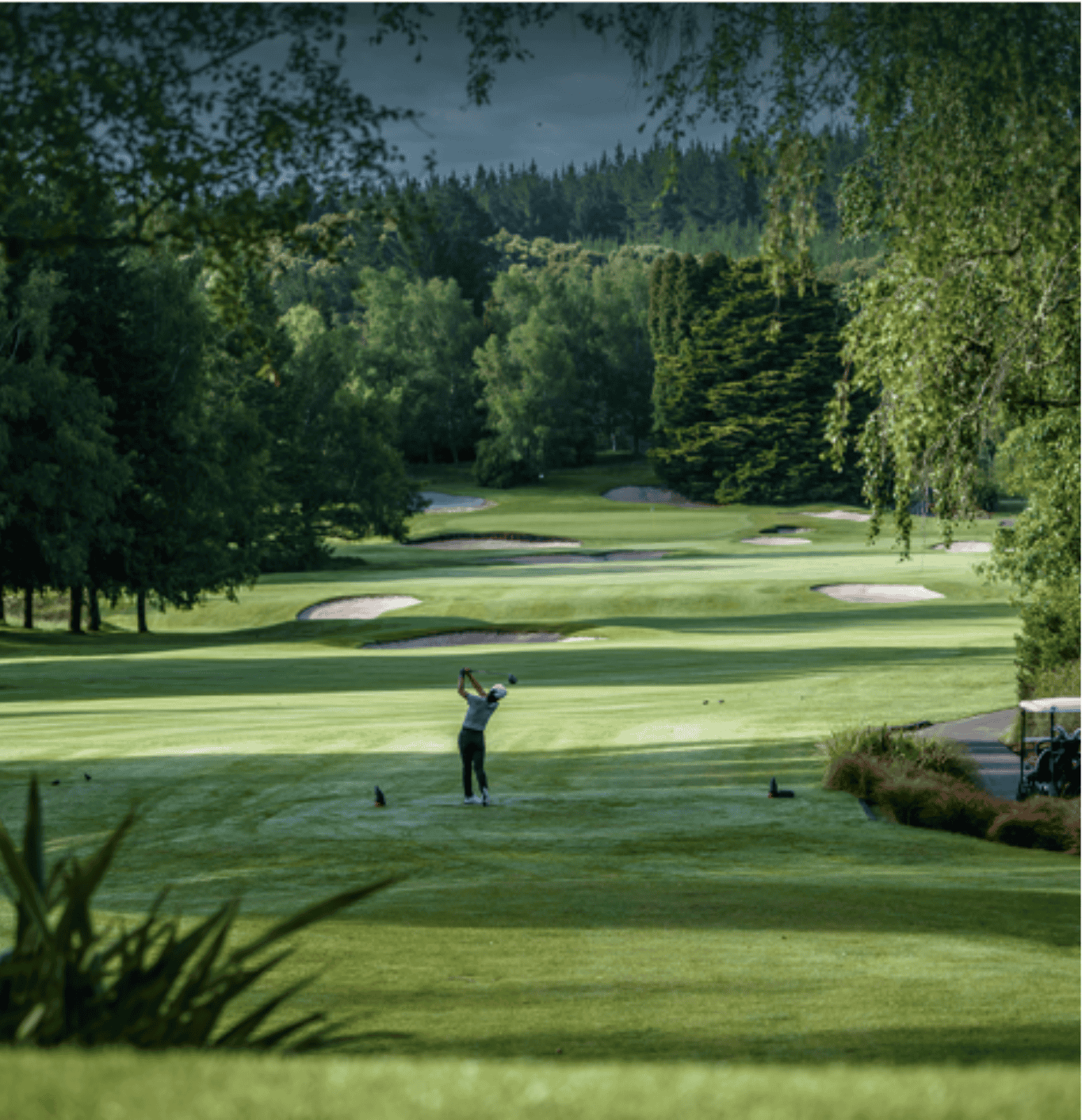 A golfer swings on a lush, green golf course surrounded by trees, with sand bunkers and rolling hills visible in the distance under a cloudy sky—capturing the essence of the relaxed Taupō lifestyle.