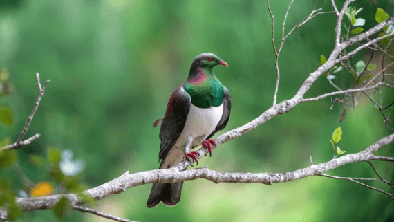 A pigeon with iridescent green and purple feathers sits on a tree branch against a blurred green background, its vibrant colors as captivating as the reasons why Taupō is renowned for natural beauty.